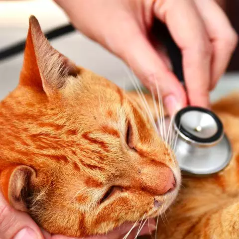 Common Health Issues in Kittens