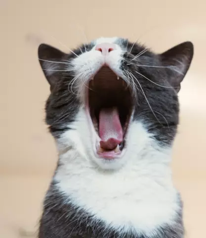 Decoding Cat Communication: A Guide to Feline Body Language