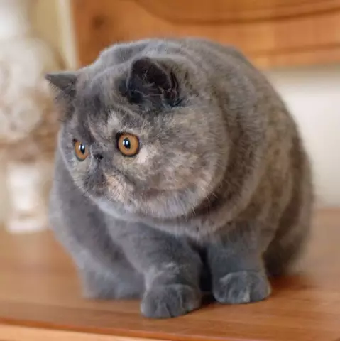 Exotic Shorthair Cat Breed: Persian-Like Features in a Short Coat