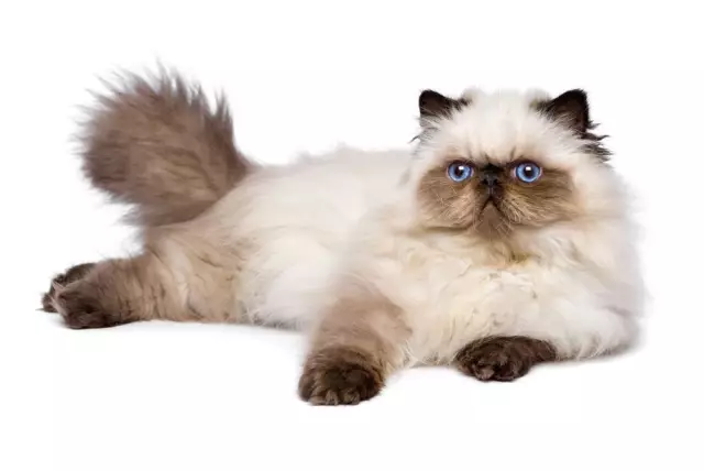 Himalayan Cats: The Persian-Siamese Hybrid with a Distinct Look