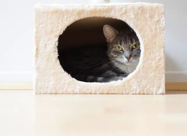 How to Create a Safe and Comfortable Home for Your Cat