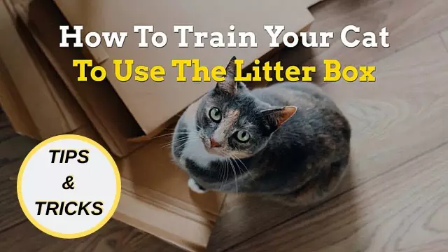 How to Train Your Cat to Use a Litter Box: A Comprehensive Guide