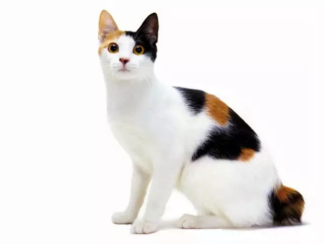 Japanese Bobtail Cat Breed: Ancient Origins and Modern Allure