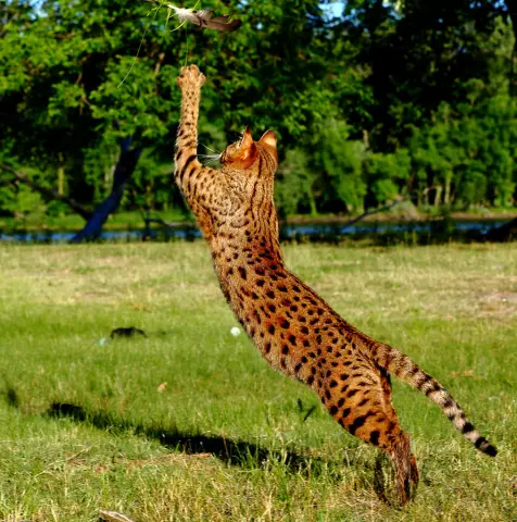 Savannah Cat Breed: The African Wildcat's Domestic Descendant