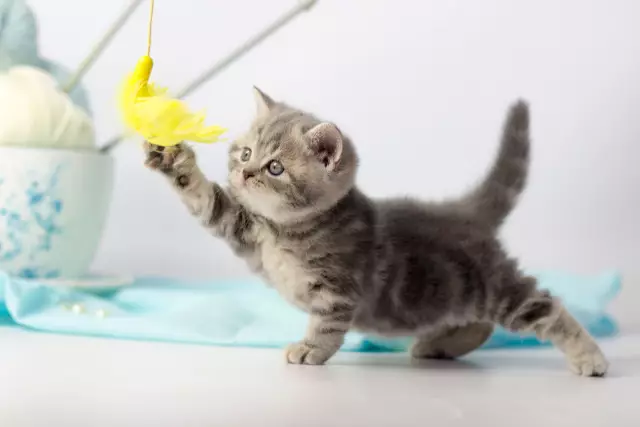 The Evolution of Cat Toys: Entertaining Our Feline Friends