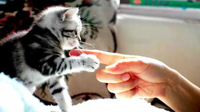 The Psychology of Cat-Human Interactions