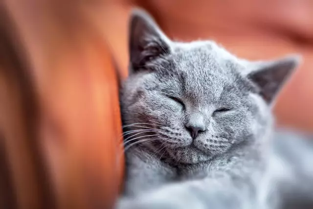 The Science Behind Why Cats Purr