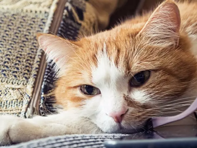 Understanding Feline Cancer: Types, Symptoms, and Treatments