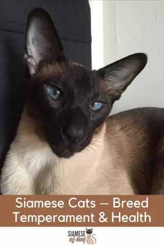 Understanding Siamese Cats: History, Characteristics, and Care